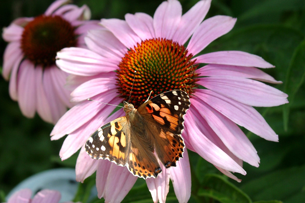 blumenpfeifer-startseite-nachhaltigkeit